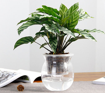 慈溪花卉租摆哪家佳？多维度解析助你挑选